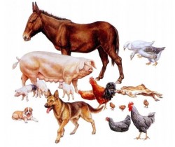 Livestock Set Kit