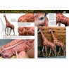 Painting Animal Figures -by AK Interactive AK 518